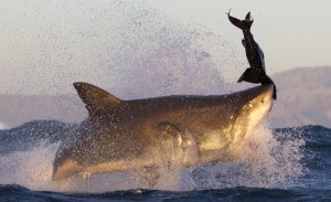 Another Shark Attack Reported in North Carolina 