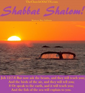 Shabbat Shalom! – The Animals Rest