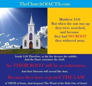 Shabbat Shalom!  They Were Scorched, They Had No Root